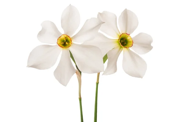 White daffodils flowers — Stock Photo, Image