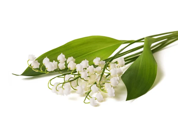 Lily of the valley — Stock Photo, Image