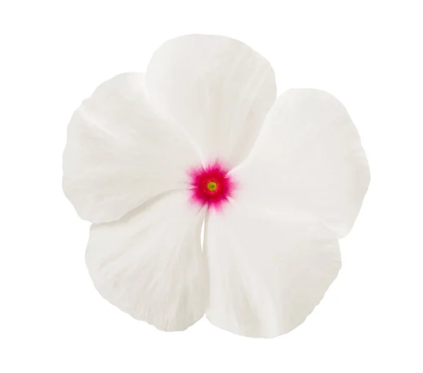 White periwinkle flower — Stock Photo, Image