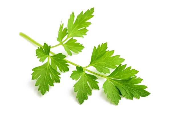 Fresh parsley sprig — Stock Photo, Image