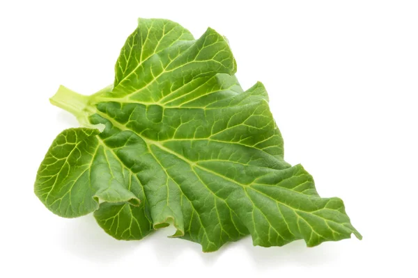 Fresh Rhubarb leaf — Stock Photo, Image