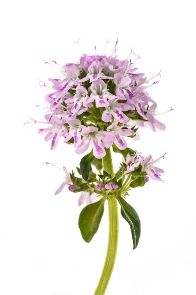 Borsikafű virágok — Stock Fotó