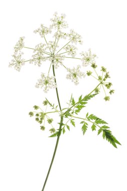 Cow Parsley or Wild Chervil isolated on white clipart