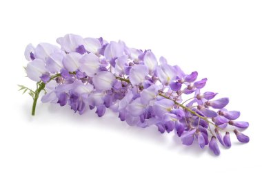 wisteria flowers isolated on white background clipart