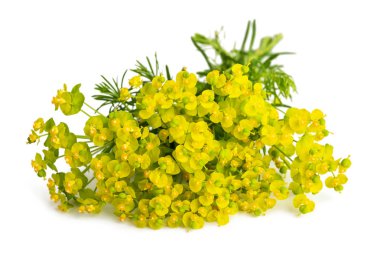 Selvi Spurge (Euphorbia cyparissias)