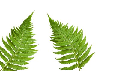 Fresh fern leaves isolated on white background clipart