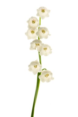 lily vadi çiçekler üzerinde beyaz izole