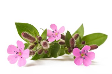 Soapwort beyaz arkaplanda izole