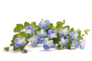 Veronica persica beyaz arka planda izole edilmiş