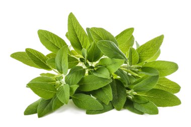 Adaçayı (salvia officinalis) bitkiler üzerinde beyaz izole