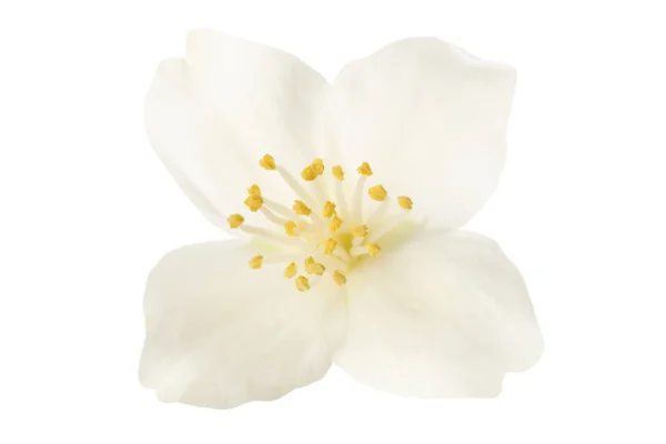 Beyaz Arka Planda Izole Edilmiş Ngiliz Kır Çiçekleri — Stok fotoğraf