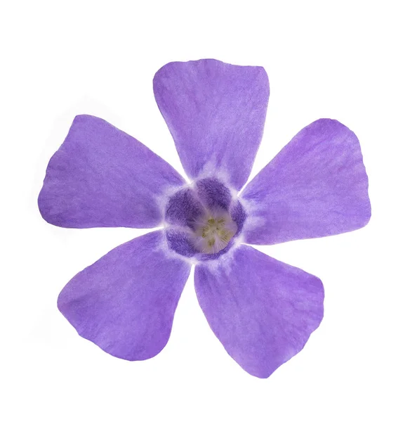 Flor Azul Periwinkle Aislado Sobre Fondo Blanco — Foto de Stock