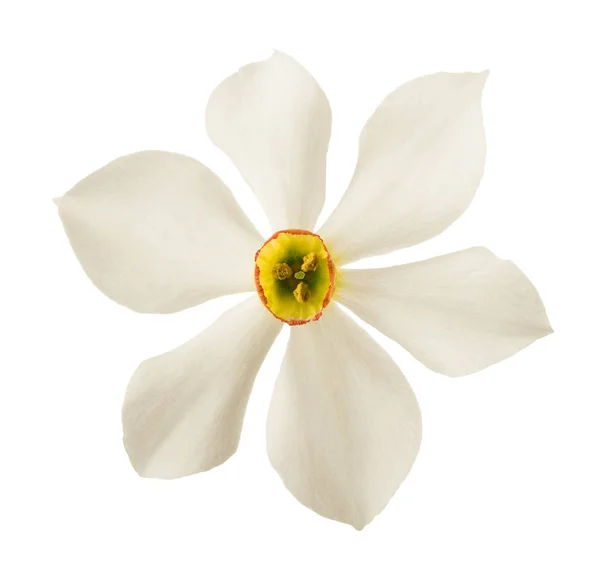 White Daffodils Narcissus Poeticus Isolated White Background — Stock Photo, Image