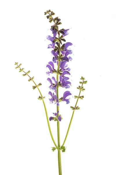 Sauge Des Prés Salvia Pratensis Isolée Sur Blanc — Photo