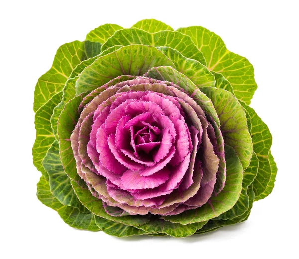 Ornamental kale — Stock Photo, Image