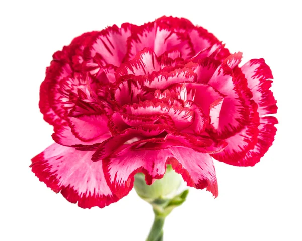 Variegated  carnation — Stock Photo, Image