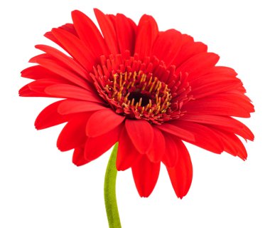 Kırmızı gerbera çiçek 