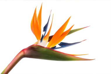 Cennet kuşu (Strelitzia reginae) beyaz arka planda izole edilmiştir