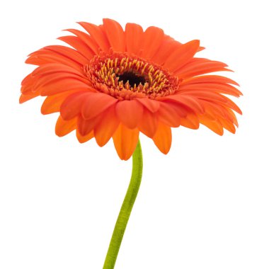 Turuncu Gerbera çiçeği başı