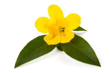 Gelsemium sempervirens