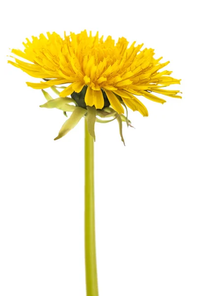 Kwiat mniszek — Zdjęcie stockowe