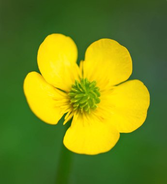 Aziz Anthony Şalgam