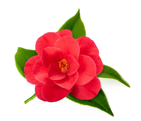 Flor de camelia roja — Foto de Stock