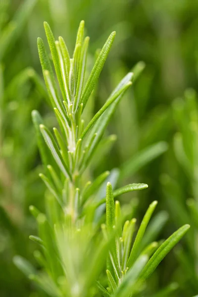 Planta Rosemary — Fotografia de Stock