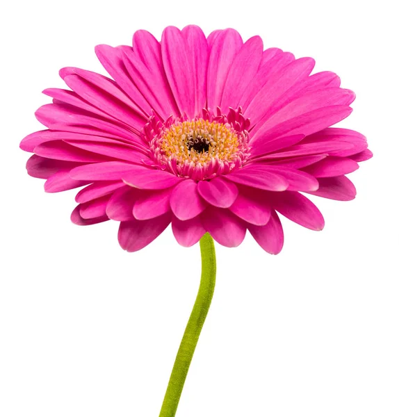 Gerbera rózsaszín virág — Stock Fotó
