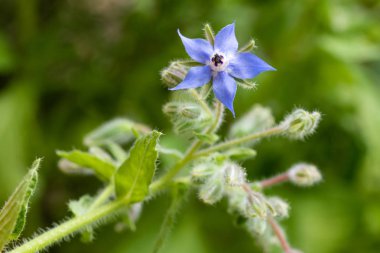 Hodan (Borago officinalis )