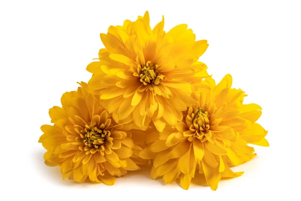 Fiori di dalia gialli — Foto Stock