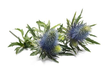 Deniz holly Deve dikeni