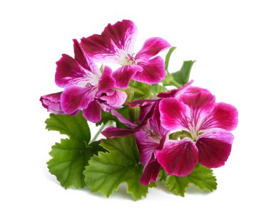 Itır grandiflorum Imperial