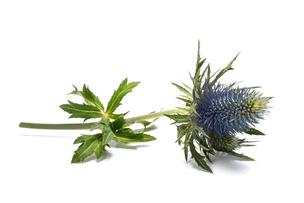 Sea holly thistles — Stock Photo, Image