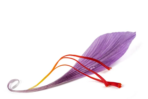 Saffron petal with stigmas — Stock Photo, Image