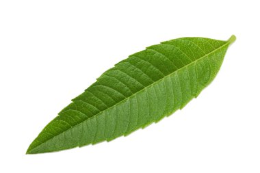 Louisa Herb yaprakları