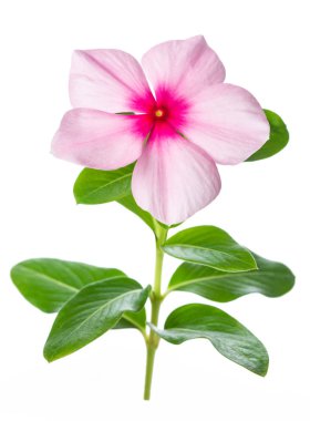 Madagaskar salyangozu çiçek