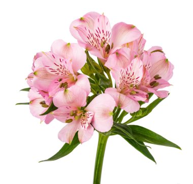 Perulu lily