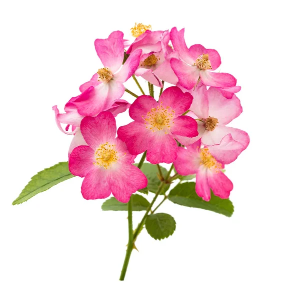 Dog roses — Stock Photo, Image