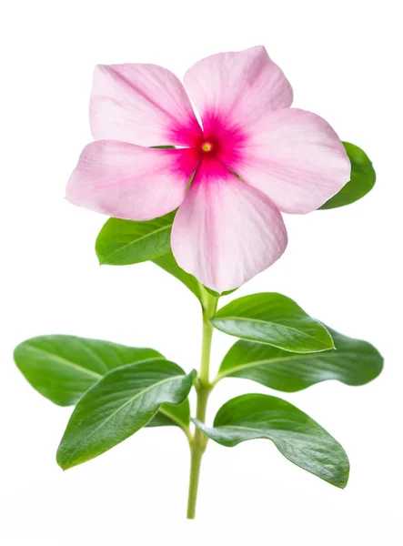 Madagáscar periwinkle flor — Fotografia de Stock