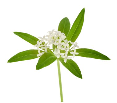 Woodruff (Galium odoratum)