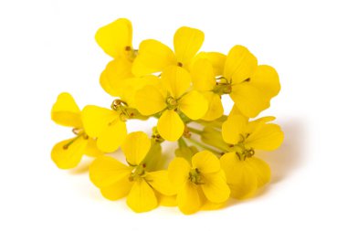 Sarı Duvar Çiçekleri 