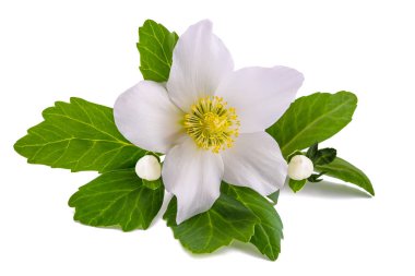 Karaca ot (Helleborus niger)