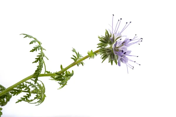 레이스 phacelia — 스톡 사진