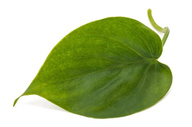 filodendron taramaları