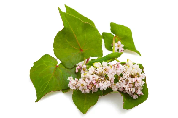 Fiori di grano saraceno freschi — Foto Stock