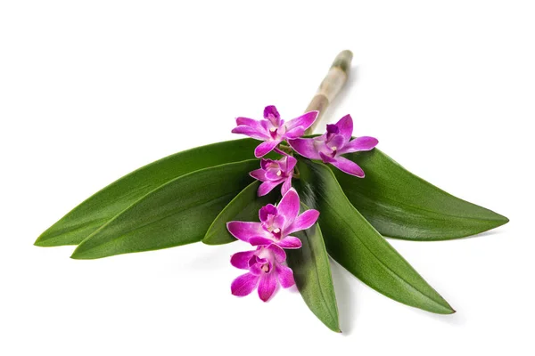 Orquídea rochosa — Fotografia de Stock