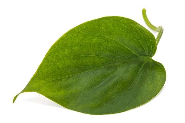 Philodendron scandens — Stock Photo, Image