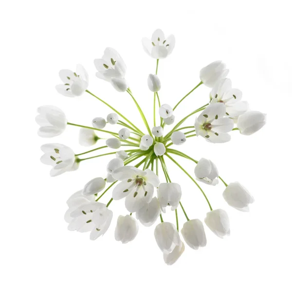 Ramsons bloemen — Stockfoto