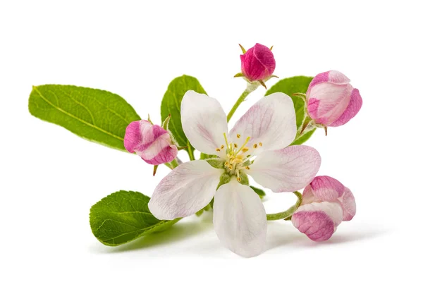 Apple Flowers — Stock Photo, Image